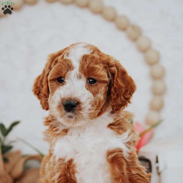 Wendy, Mini Goldendoodle Puppy